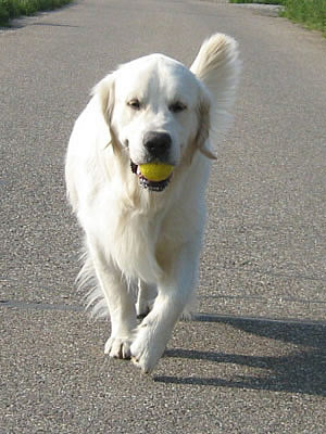 Benji trotte