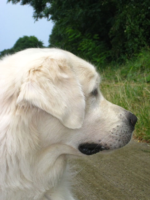 2010-07-17 Nieder 085