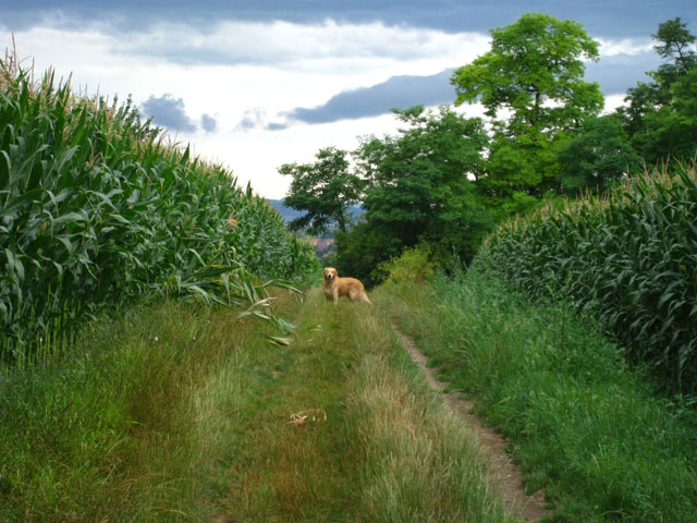 2010-07-17 Nieder 184