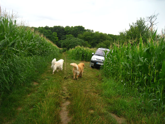 2010-07-17 Nieder 197