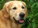 2010-07-17 Nieder 128