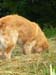 2010-07-17 Nieder 149