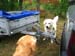 2010-07-17 Nieder 203