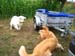 2010-07-17 Nieder 208