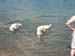 2010-07-04 Graviere 020