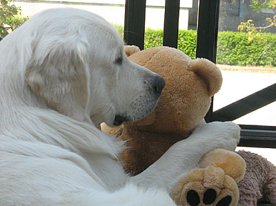 Mon Teddy