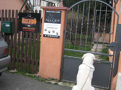 Benji au toilettage