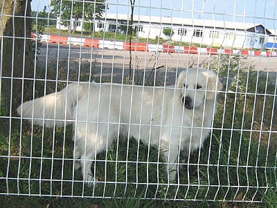 Benji enfermé