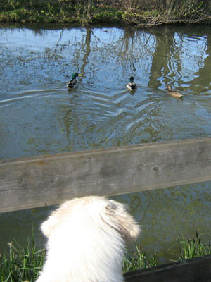 Benji guète les canards