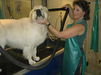 Champooing Benji