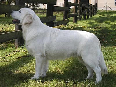 Benji à 9 mois