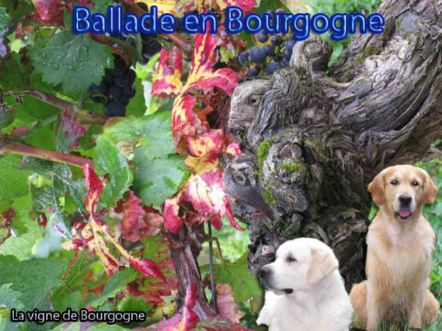 d'Jack & Benji en Bourgogne