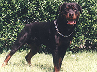 Rottweiler
