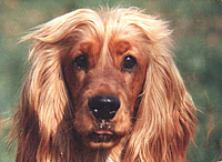 Coker