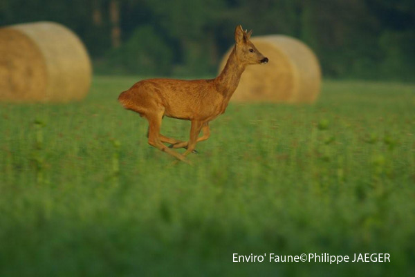 Benji dans la revue "Info Chasse"