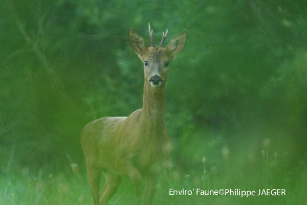 Benji dans la revue "Info Chasse"