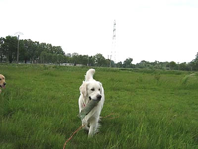 Benji
