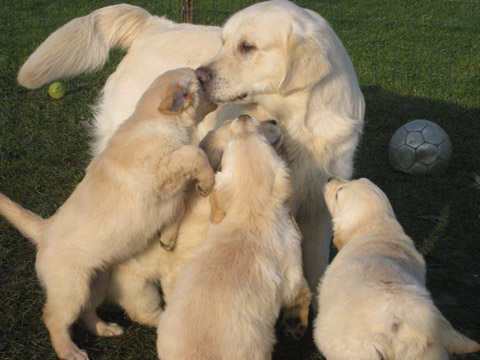 Les bébés ont 2 mois