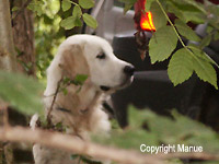 Benji