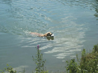 dummy à l'eau